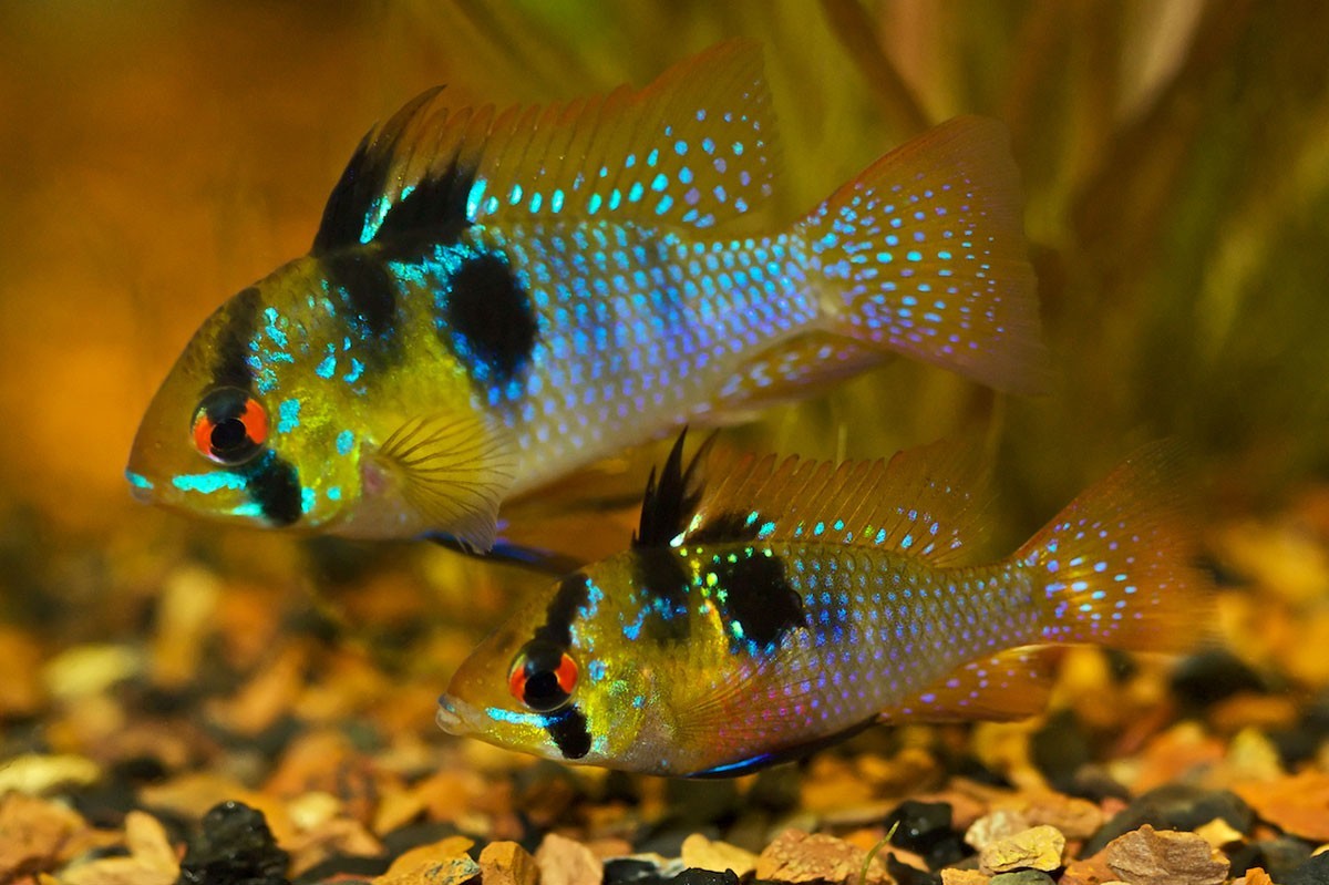 3-Pack German Blue Rams 1–1.25” – Live Vibrant Dwarf Cichlids for Aquarium