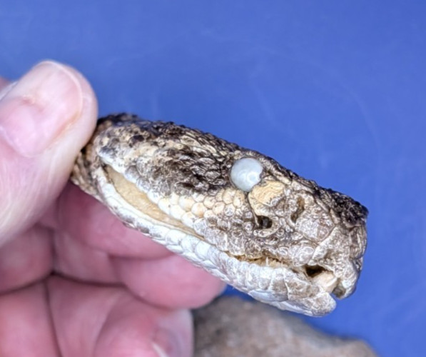 Western Rattlesnake Head Closed Mouth Collectable Display Taxidermy