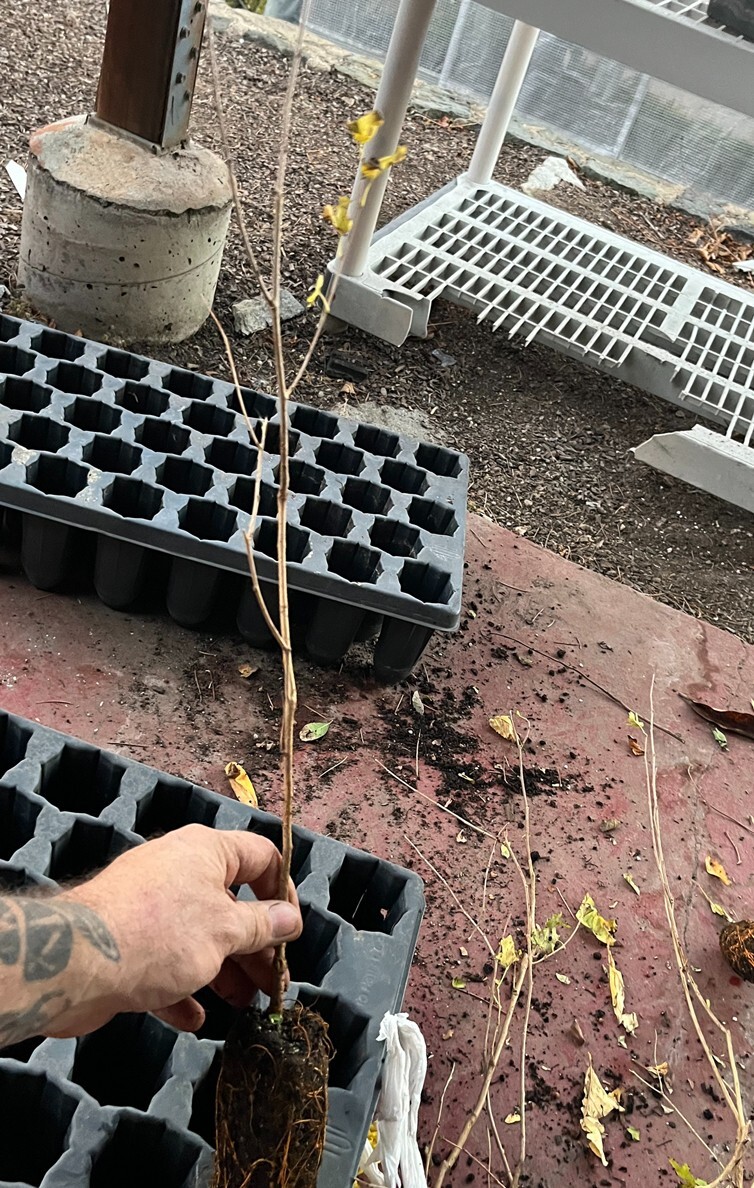 Pakistan Long Mulberry Tree - Live Plant – Morus Macroura