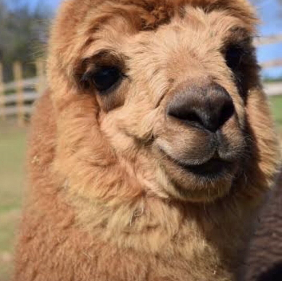 BIRD NESTING 100% ALPACA FIBER Raw ORGANIC Soft Hummingbird Material 3oz