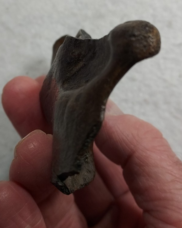 Ice Age Beaver Mandible (Jaw) Bone Fossil