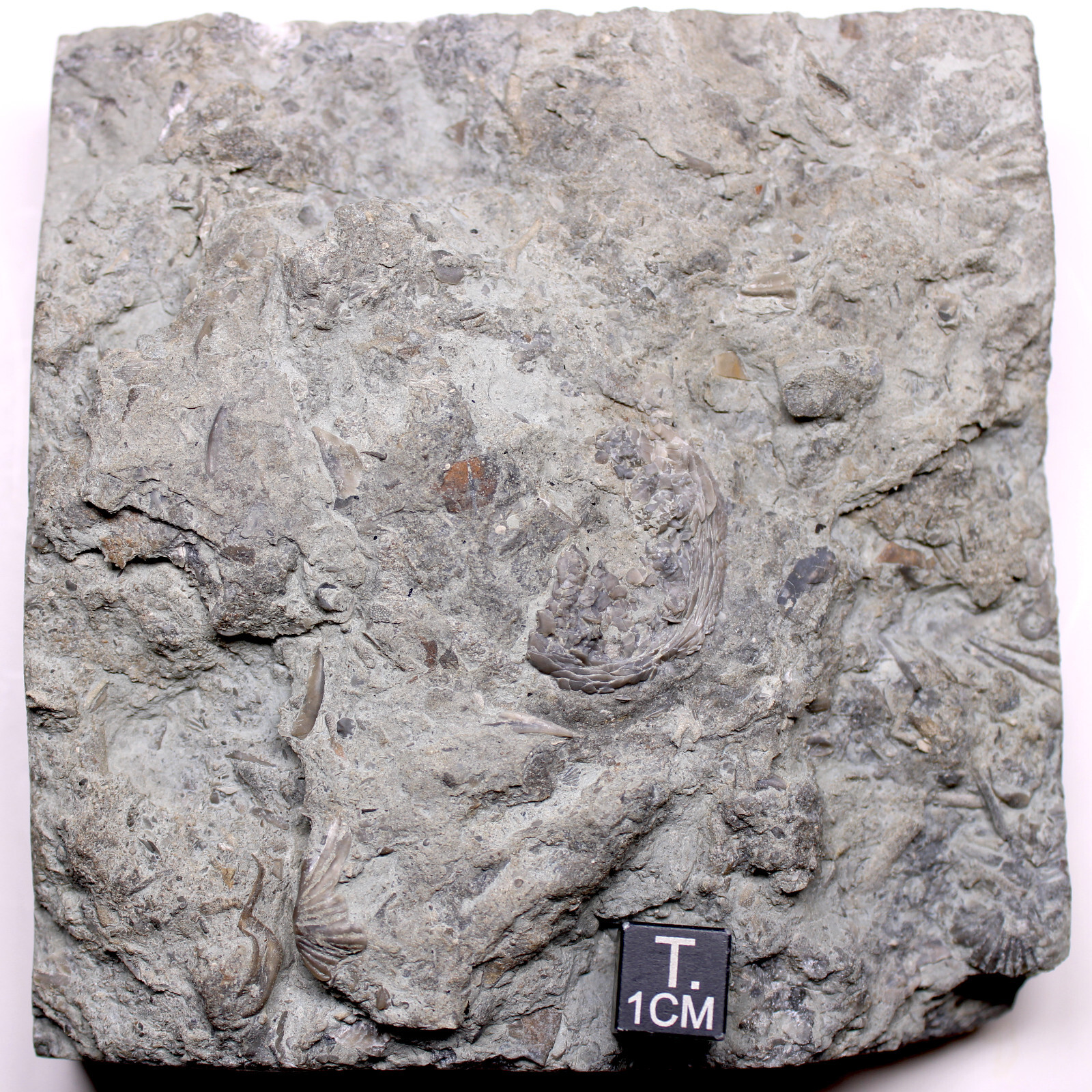 Large Isorophus Edrioasteroid Echinoderm Fossil Ordovician Ohio Corryville Fm