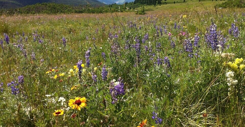 ALL PERENNIAL Wild Flower Mix. Pollinator Food, Garden Heirloom, 1200+ Seeds