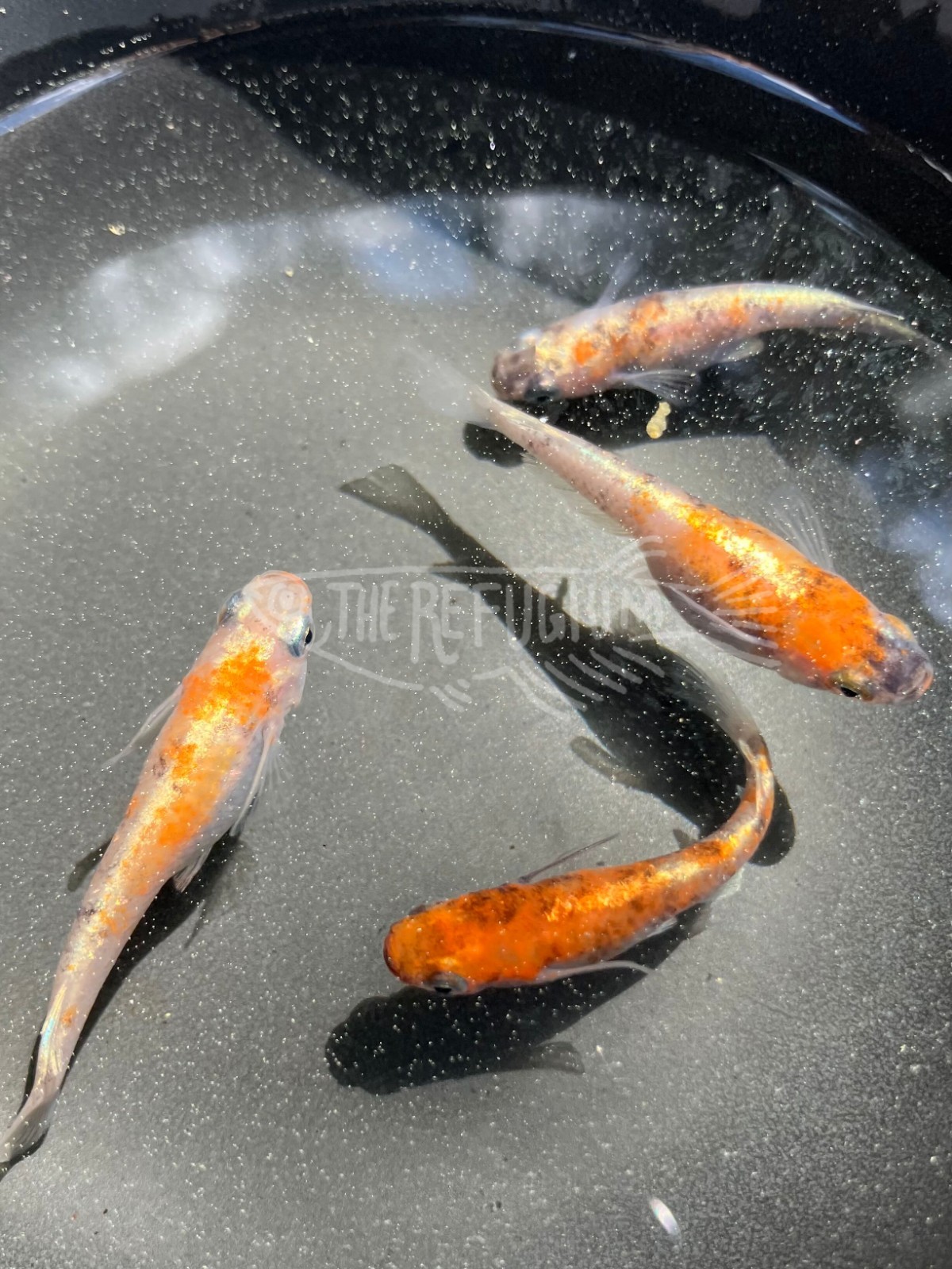 10+ fertilized hatching eggs kougyoku medaka ricefish sanshoku taigaikou