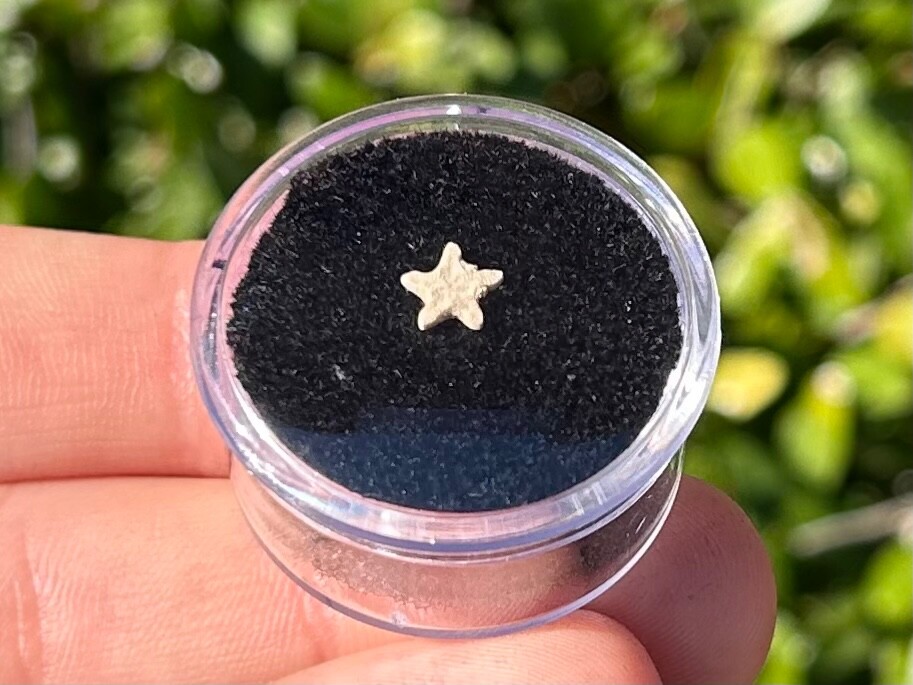 Utah Fossil Star Crinoid in Case Pentacrinus Jurassic Age Echinoderm