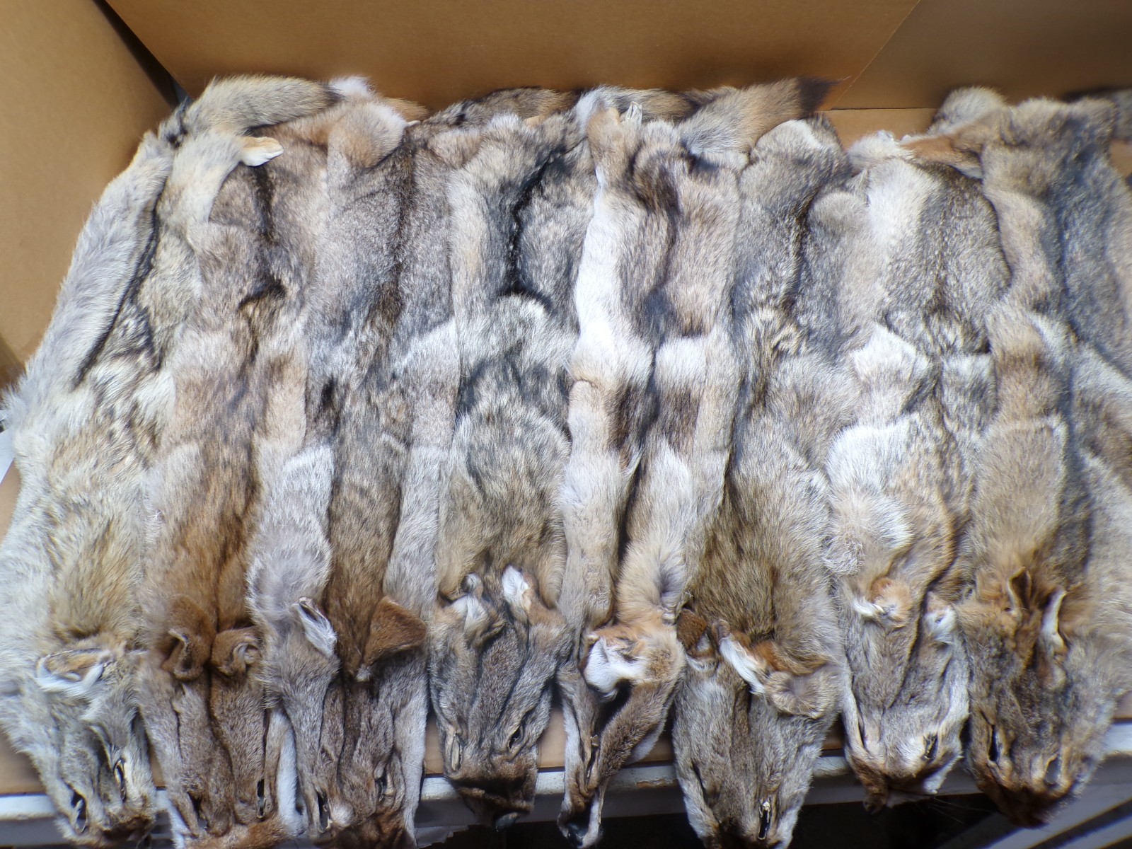 Tanned Eastern Coyote Hide/Furs/Trapping/Taxidermy/Crafts