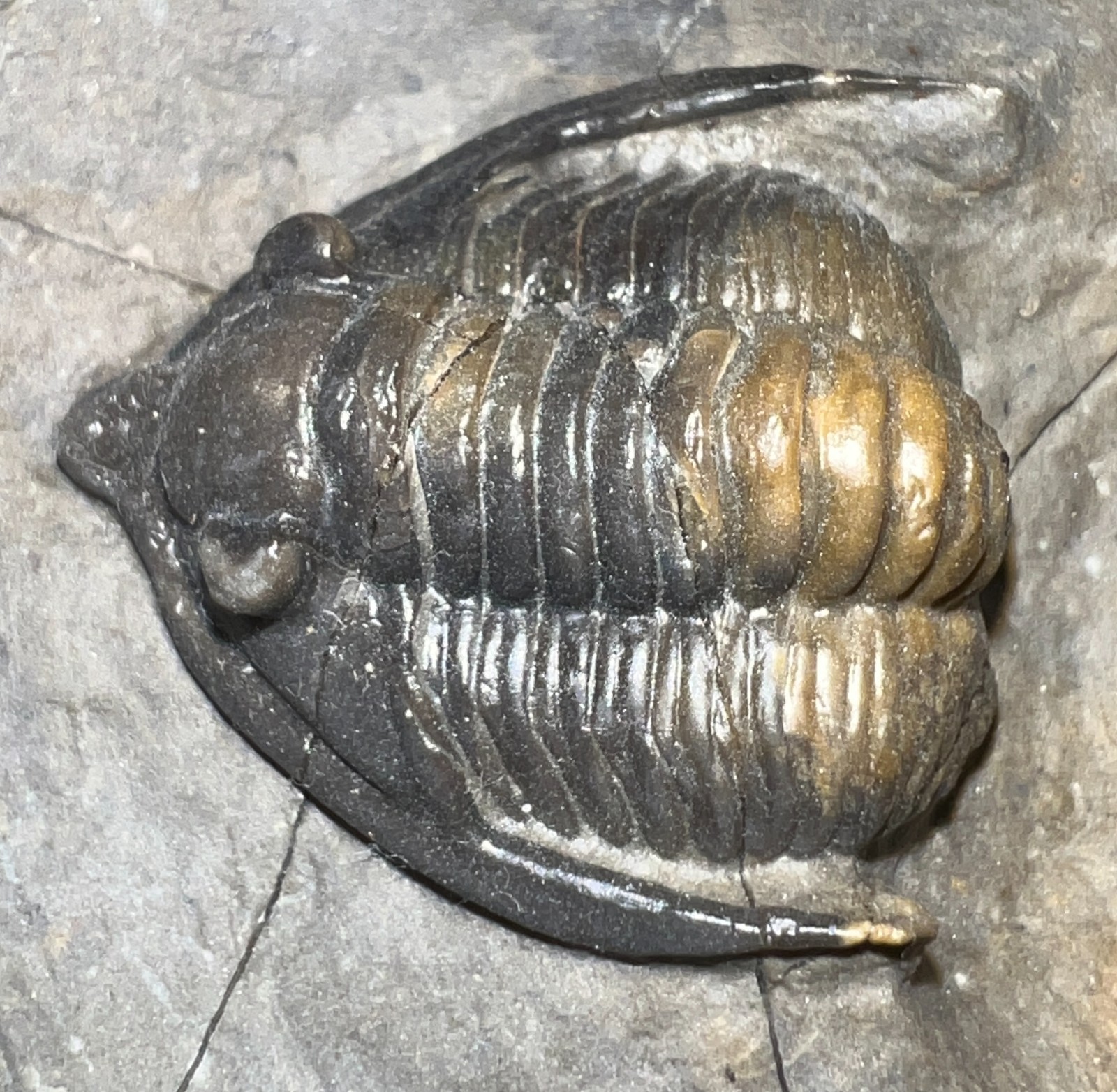 GEM Rare Pre Dinosaur Fossil TRILOBITE DIADEMAPROETUS ANTATLASIUS 1.5 INCHES!