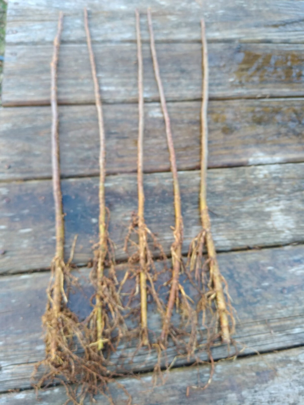 Apple Rootstock (Bundle of 10) Choice of Bud 118 or EMLA 111