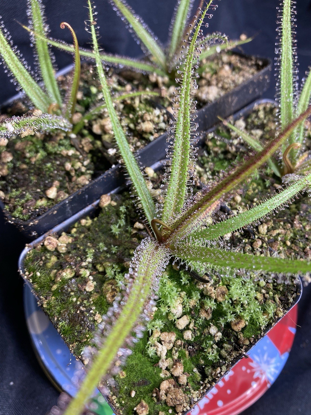 Drosera regia 'Big Easy'. Rare Cultivar! Potted To Select States. Heat Pck Avail