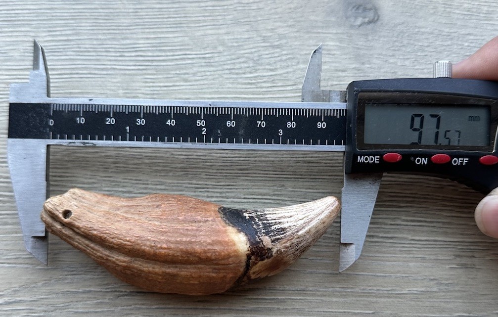 3.8” Ursus Spelaeus 25,000 Years Old Cave Bear Tooth Perfect Condition