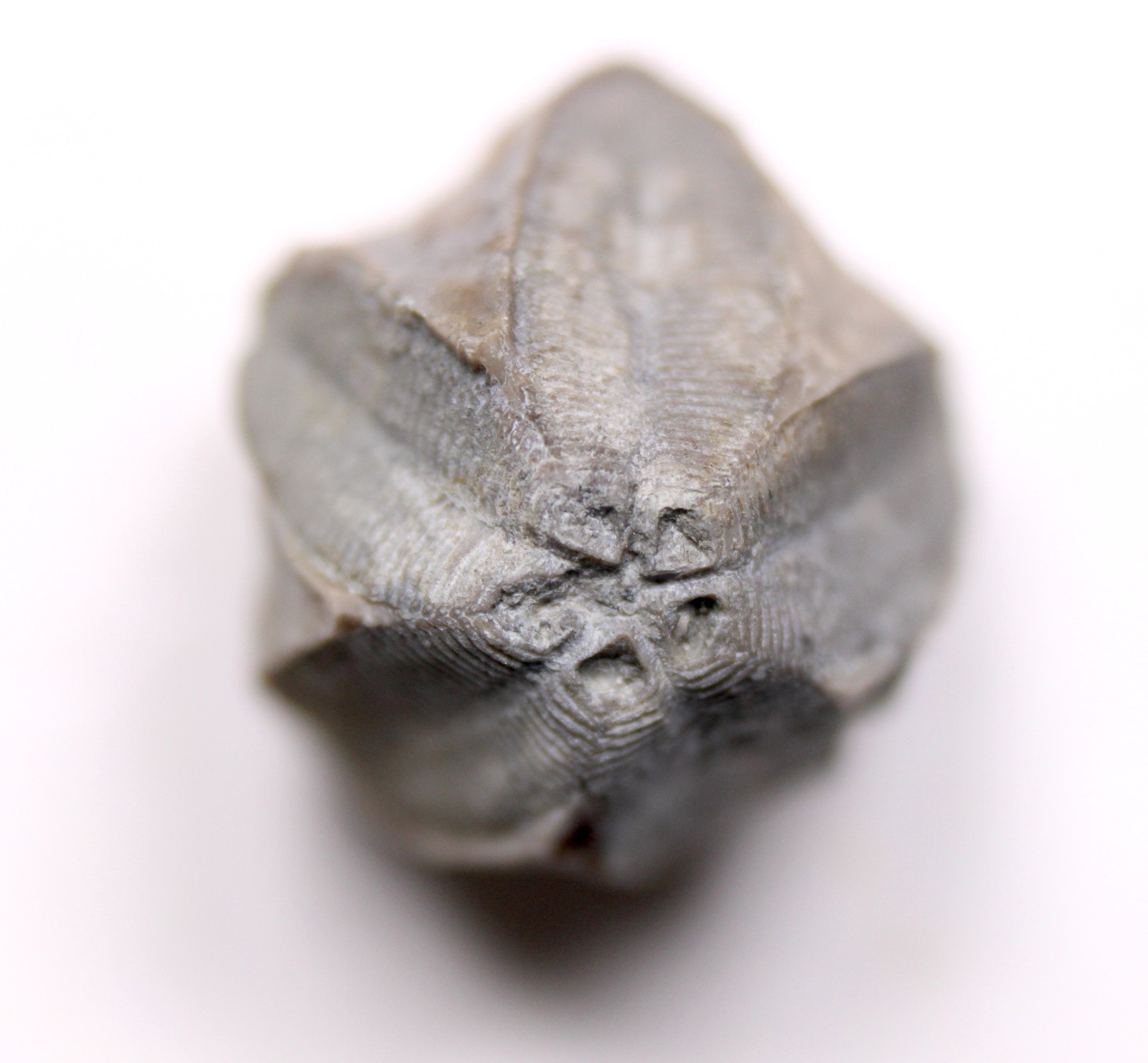 Pentremites Blastoid Fossil Kentucky Mississippian Glen Dean Fm Carboniferous