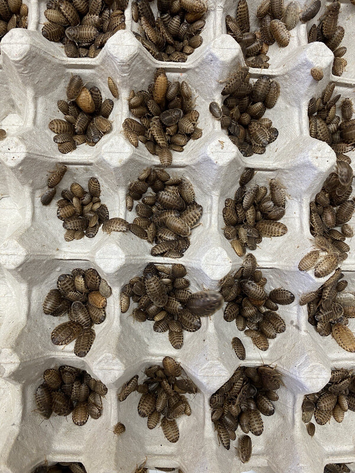 Dubia Roaches - Small, Medium, Large Males - Live Arrival Guaranteed FREE SHIPPI