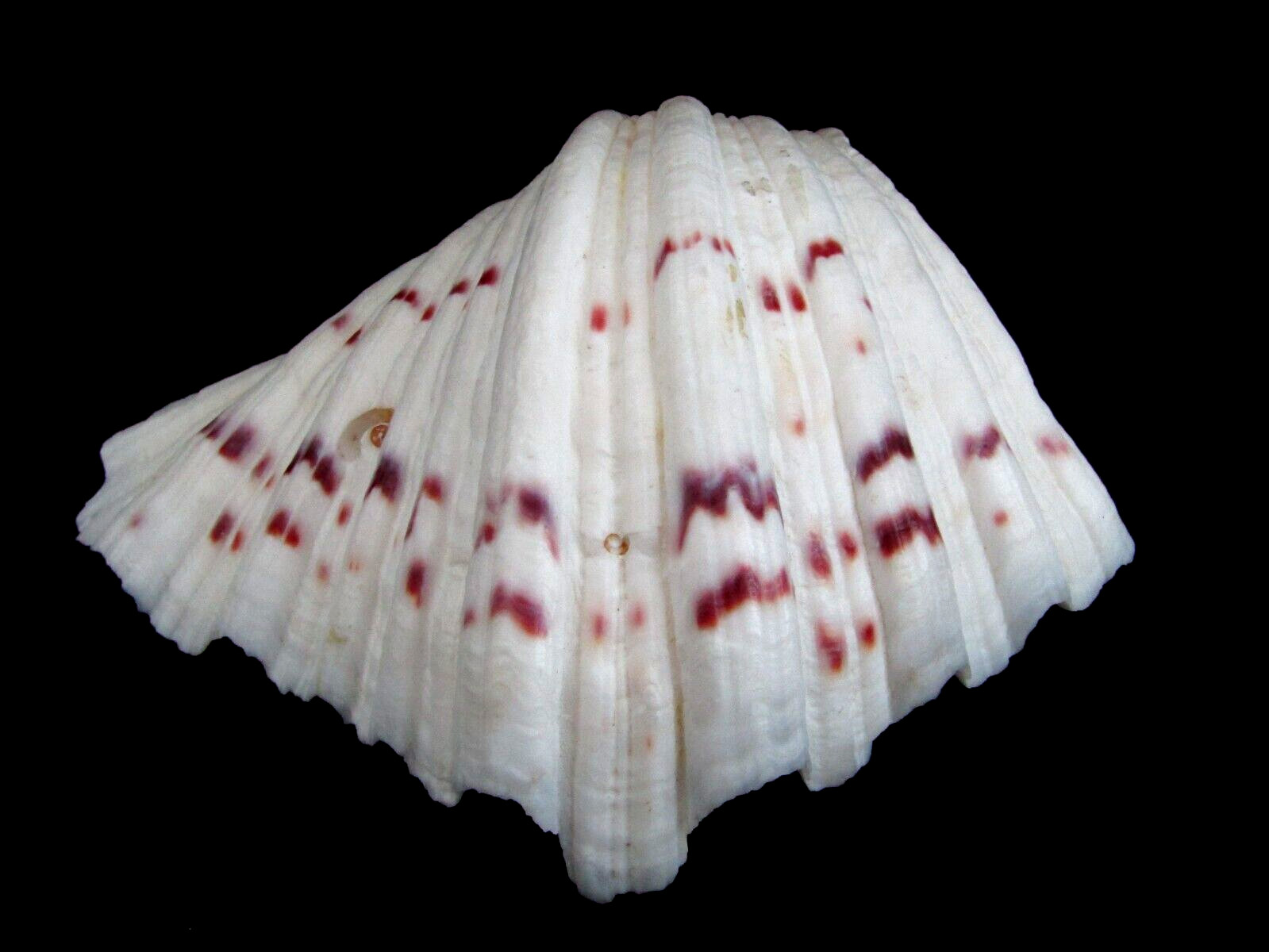 Genuine Bear Paw Hippopus Clam 6.5" x 5.5" Seashell EUC