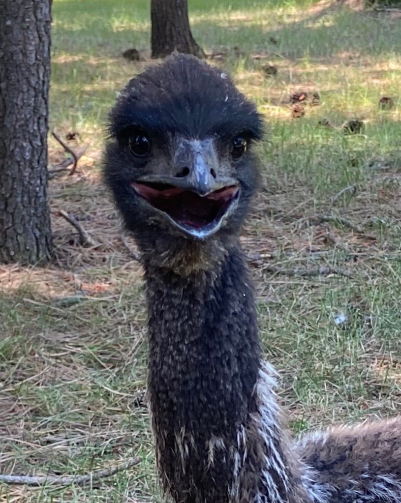 1 EMU Hatching Eggs - Blonde/White/Normal Breeding MOB!