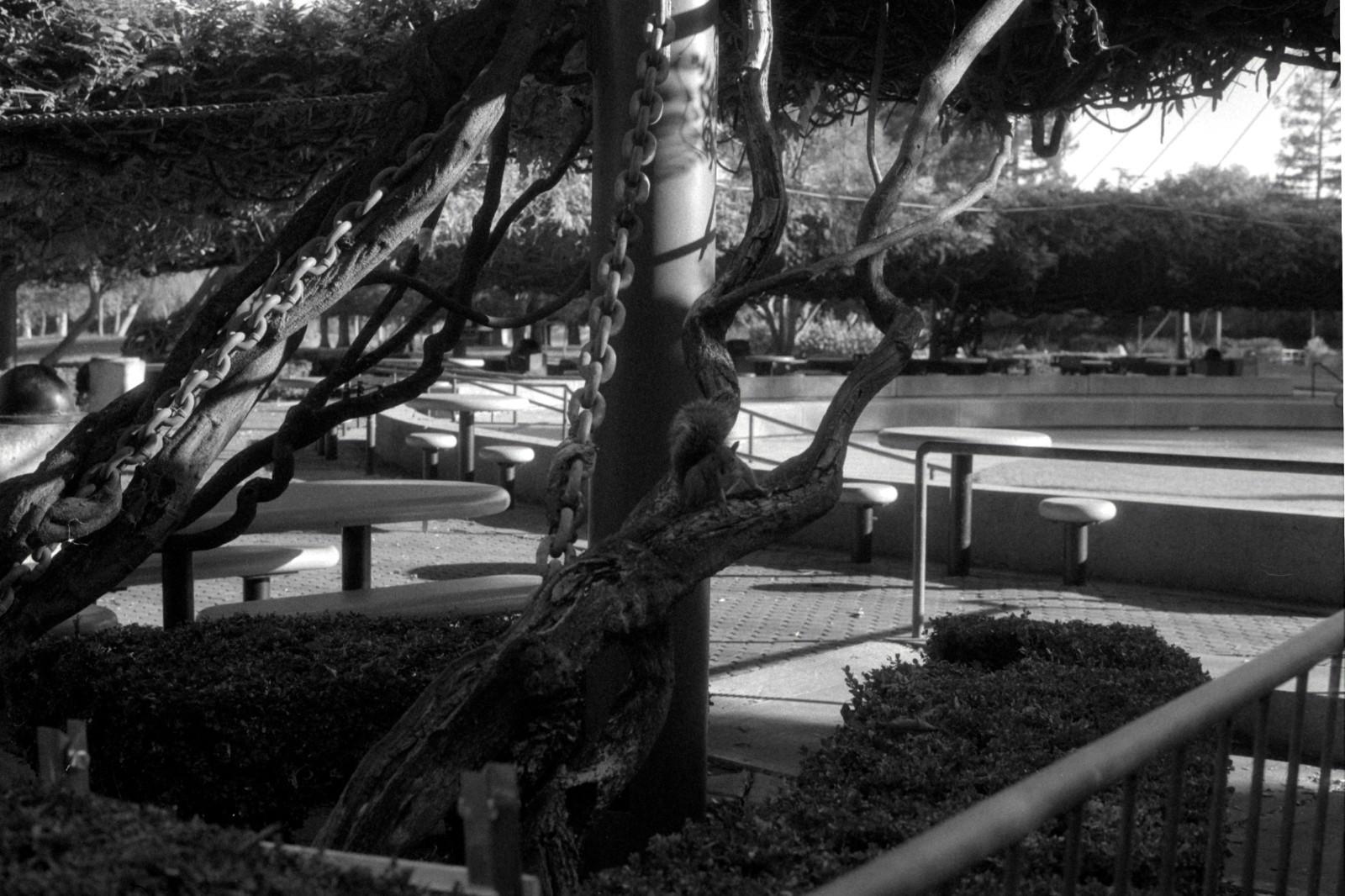 35mm Camera Film (3 Pack, 24 exp) - Kodak SO-078 BW Negative Film