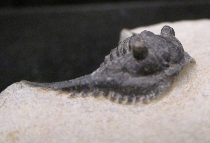 Super Spiny leonaspis Trilobite fossil From the Devonian of Morocco