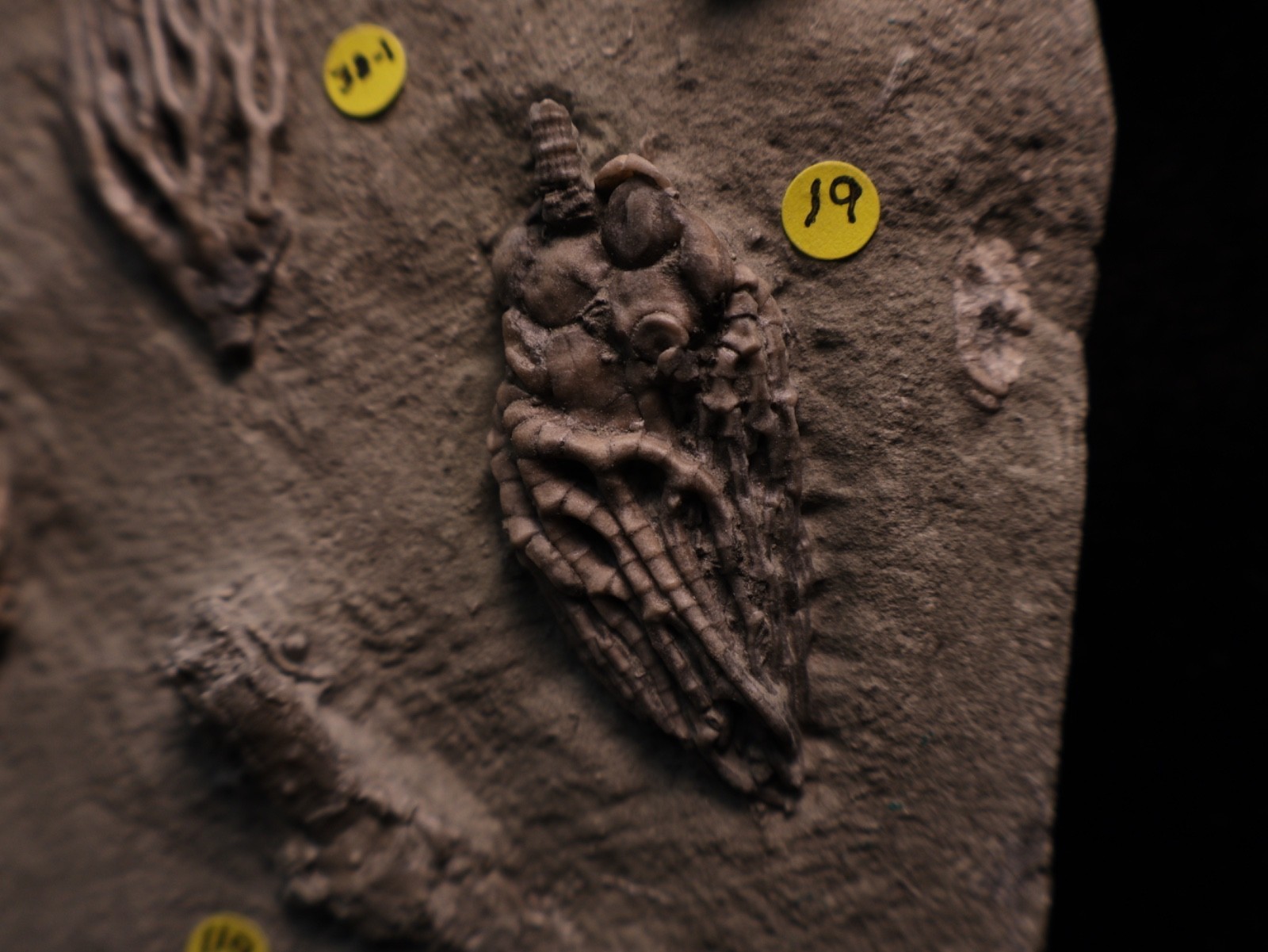 Meaty Plate of Fossil Crinoids, Crawfordsville, IN