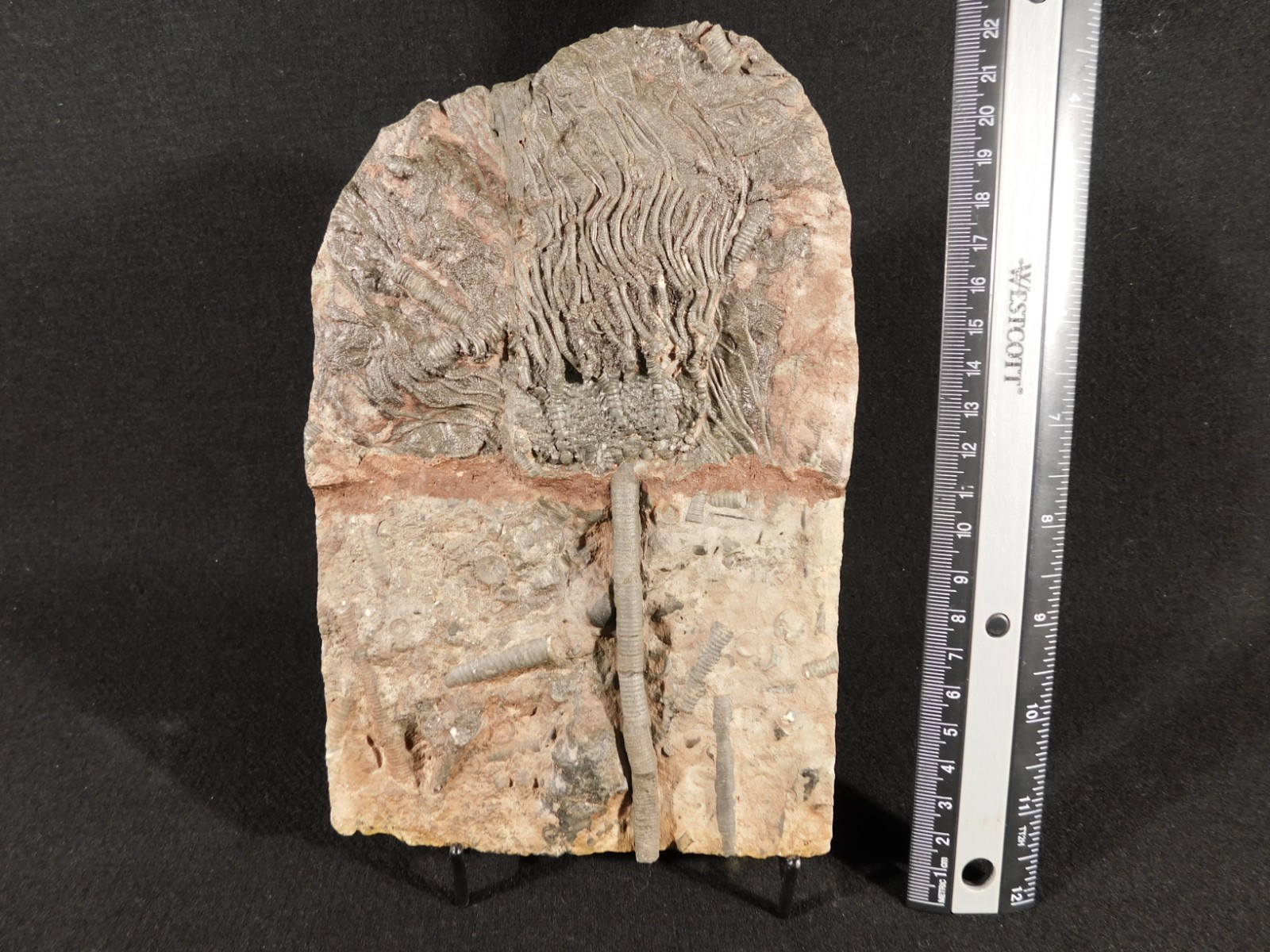 Nice! 430 Million Year Old! CRINOID Fossil or Sea LILY Fossil Morocco 838gr