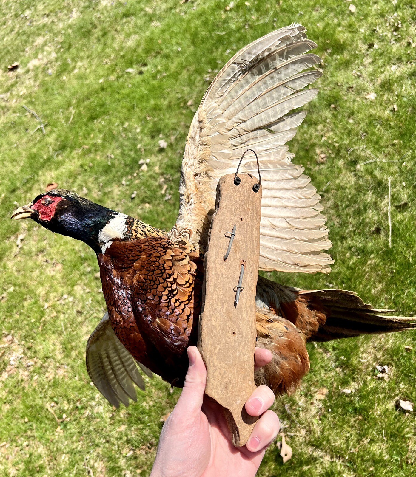 Vintage PAIR Real Ringneck Flying Pheasants Wall Mounts Taxidermy LOCAL PICKUP