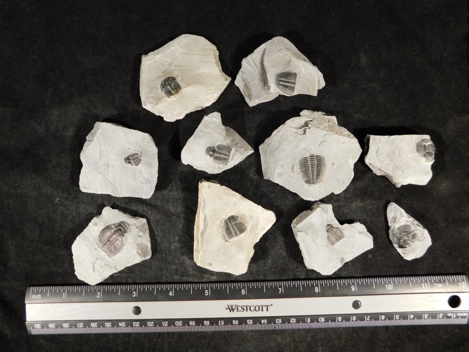 BIG Lot of TEN! 100% Natural Elrathia TRILOBITE Fossils in Matrix Utah 379gr