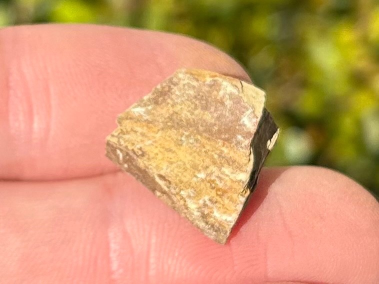 Georgia Fossil Trilobite Aphelaspis brachyphasis Conasauga Formation Cambrian