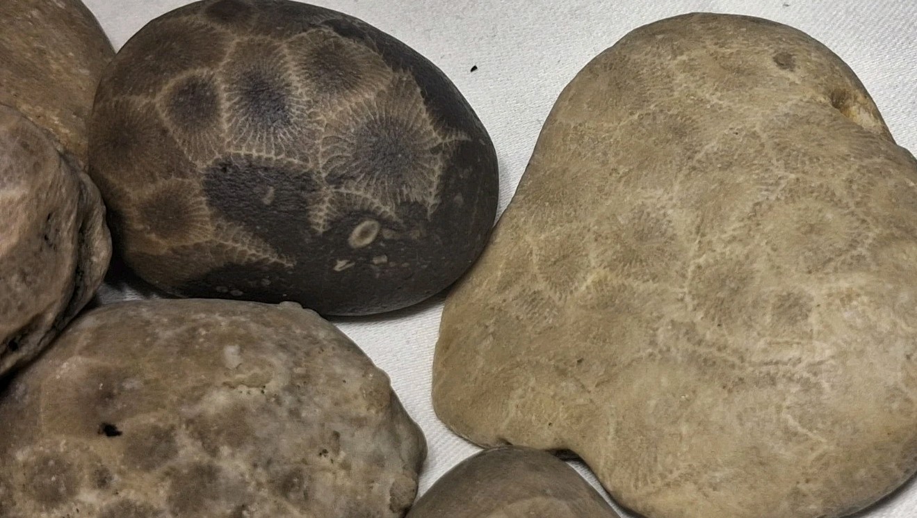Michigan Petoskey Stone Lot 2 Pound Unpolished Natural Great Lakes Fossil Coral