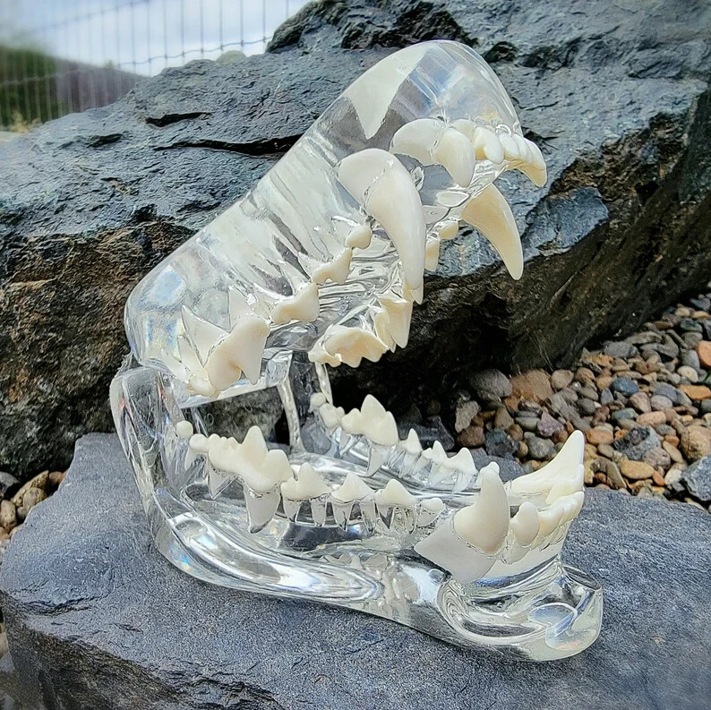 Transparent Dog Teeth, Anatomical Canine Clear Dental Model, Oddities