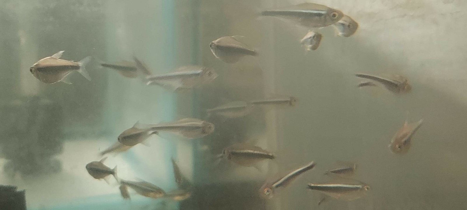 10 BRIGHT BLACK NEON TETRA