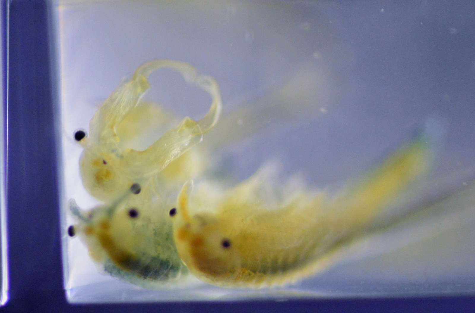 Fairy Shrimp 100+ Branchinecta lindahli eggs