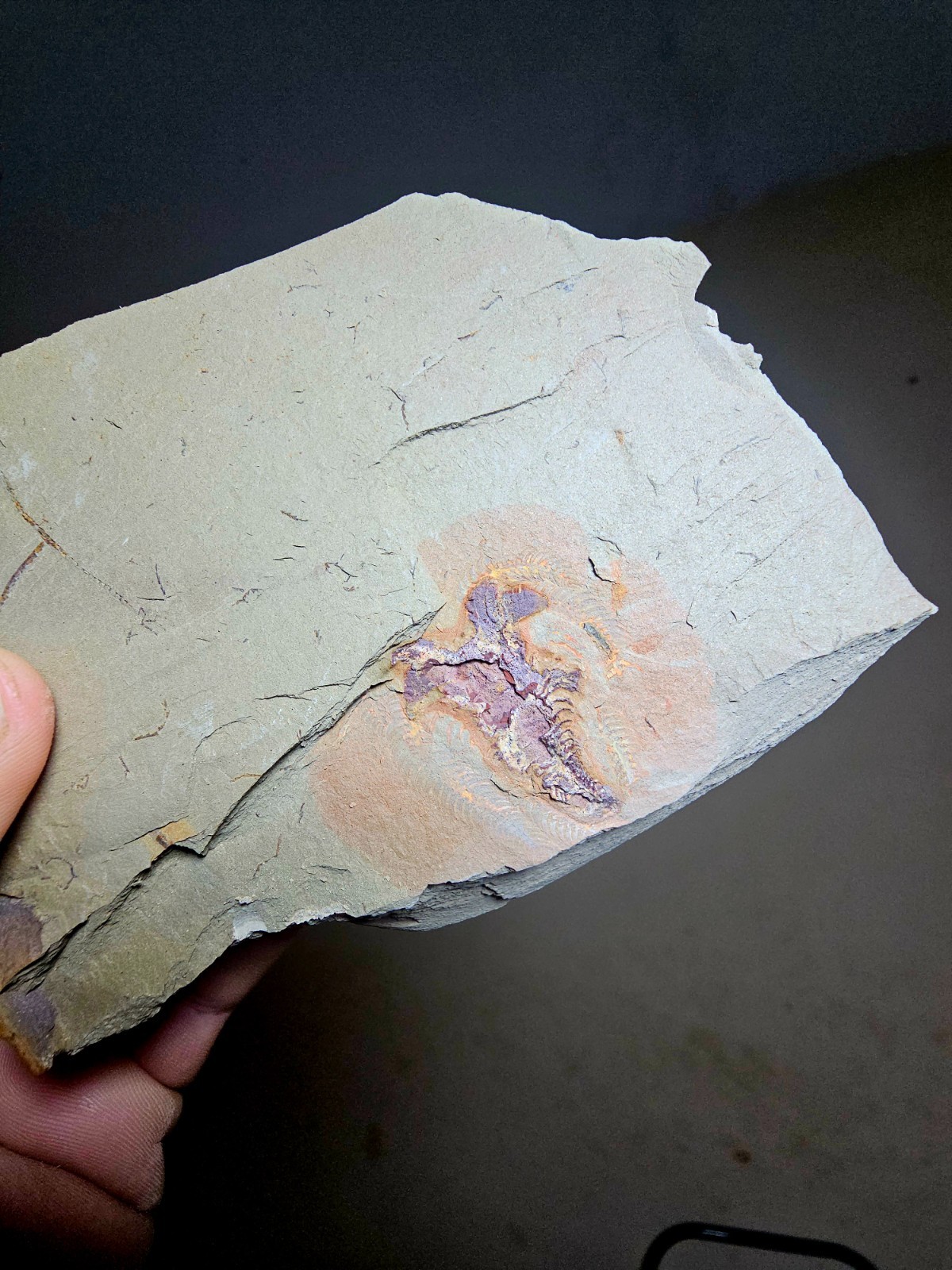 Fossil Soft-Bodied Marrellomorph (Furca) Ordovician fezouata