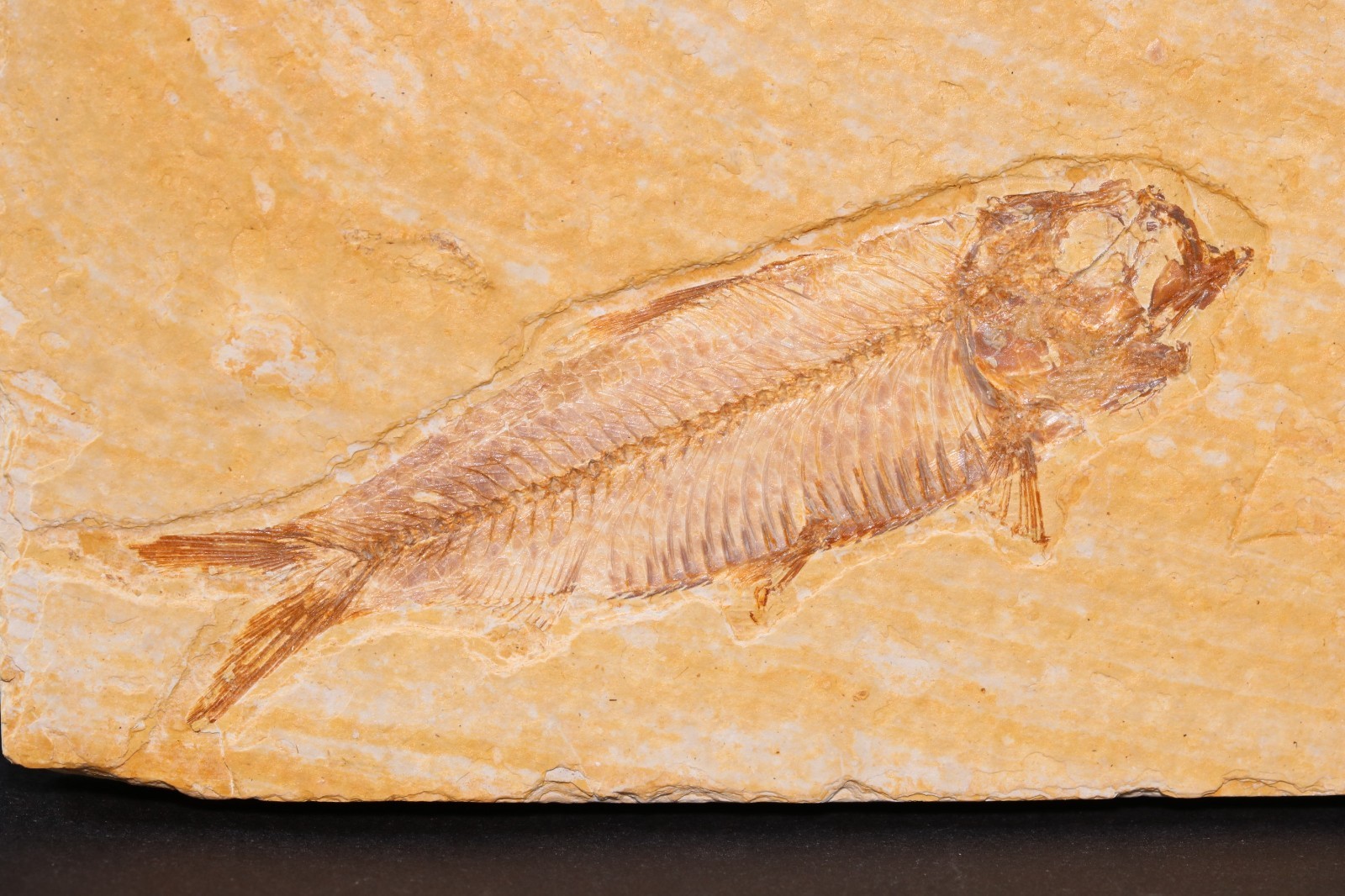 3 Fossil Fish Knightia eocaena Fossil Lake Green River Fm Wyoming WY COA 11910