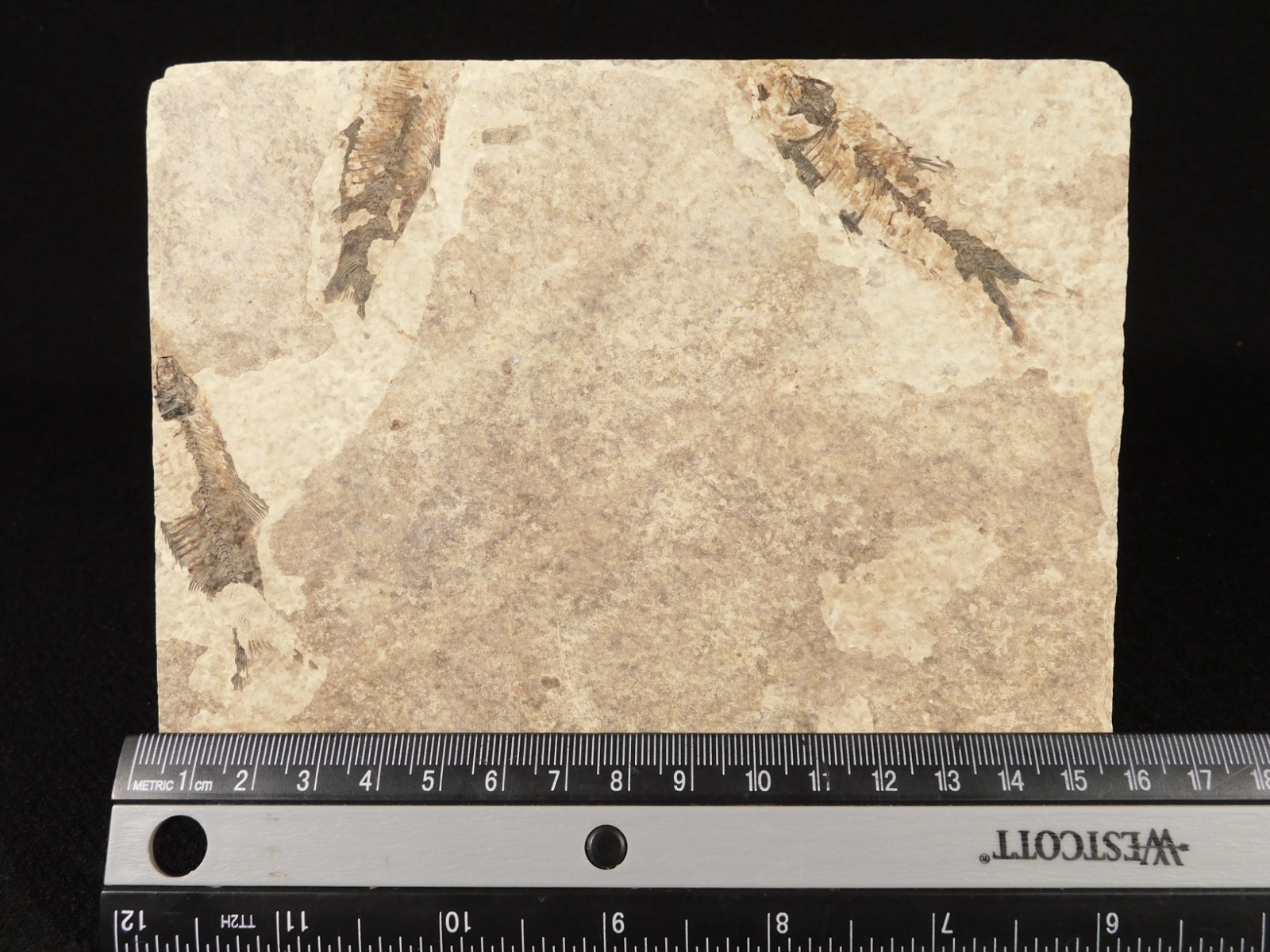 THREE! 50 Million Year Old Knightia FISH Fossils From Fossil LAKE Wyoming 355gr