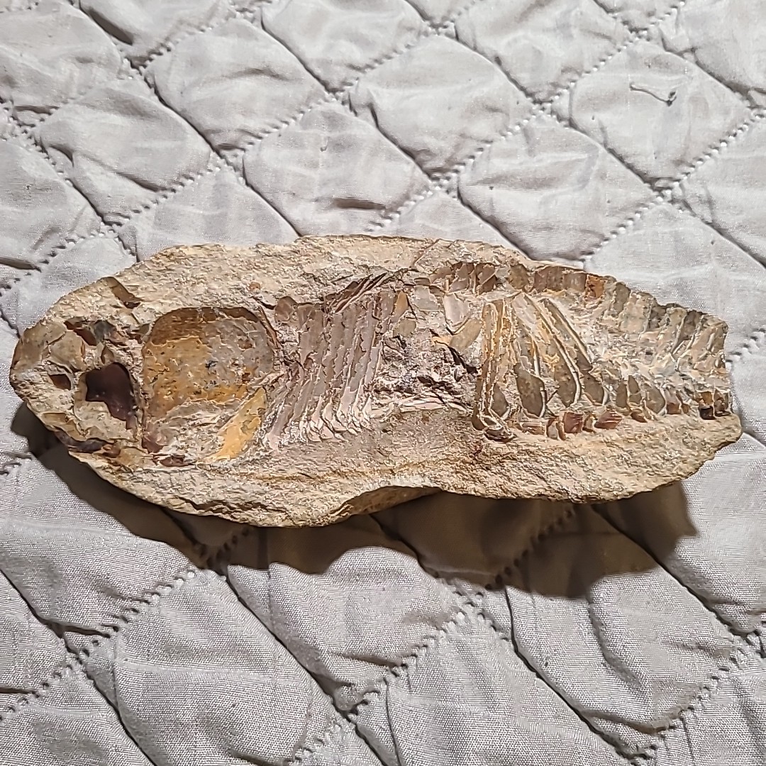 Rare living fish fossil specimen, the scale texture is clearly visible