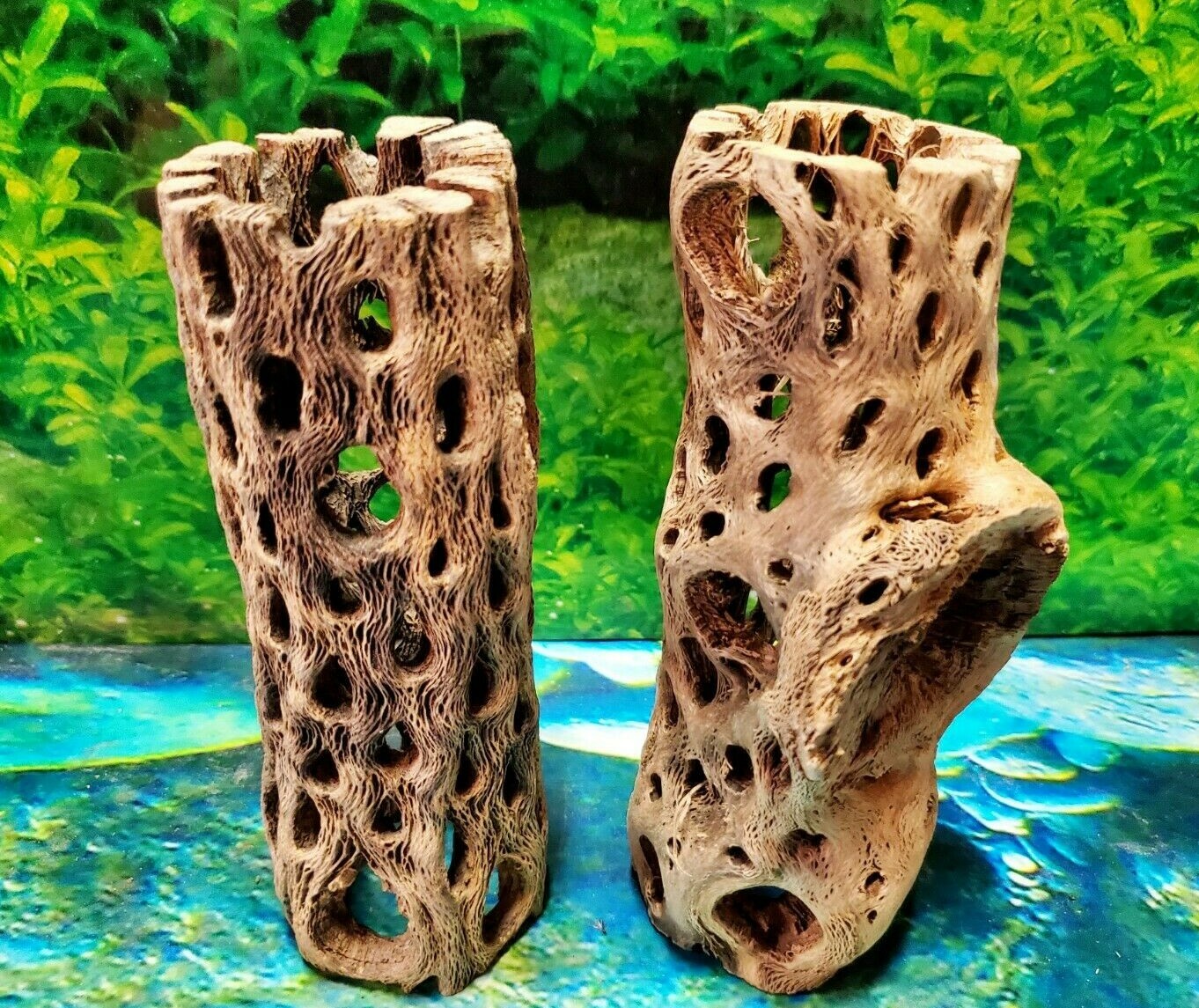 2 pcs of 6" inch TEDDY BEAR CHOLLA Wood Cactus | Aquarium, Terrarium Cave Tunnel