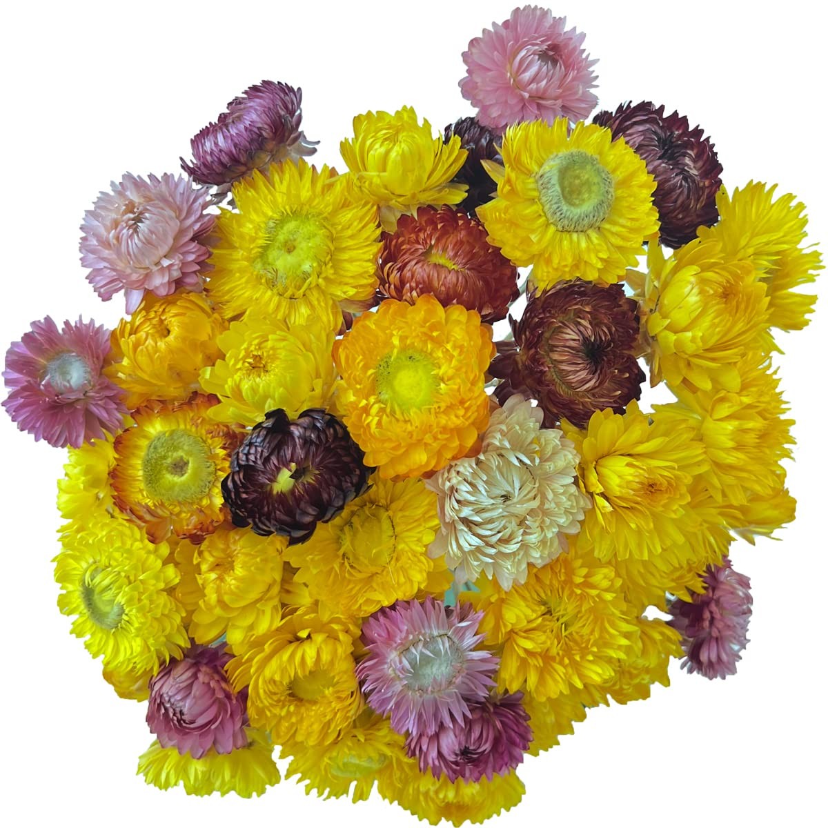 TooGet 40 Pcs Natural Dried Daisies, Daisy Flowers Bouquet with