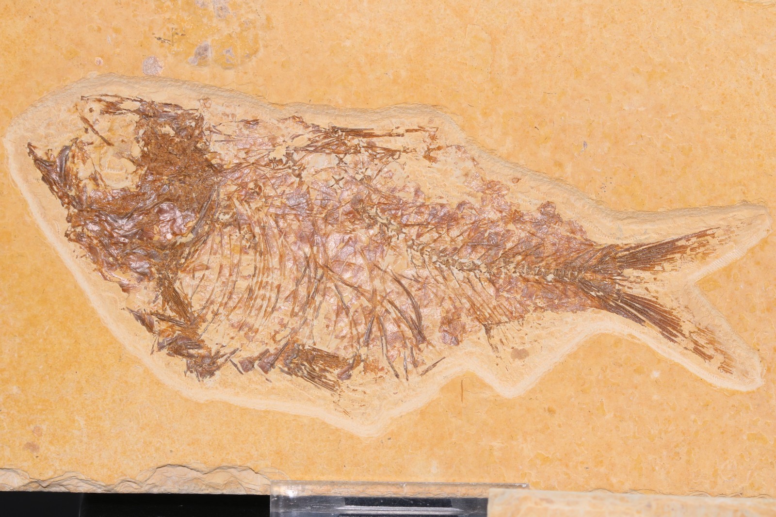 3 Fossil Fish Knightia eocaena Fossil Lake Green River Fm Wyoming WY COA 11910