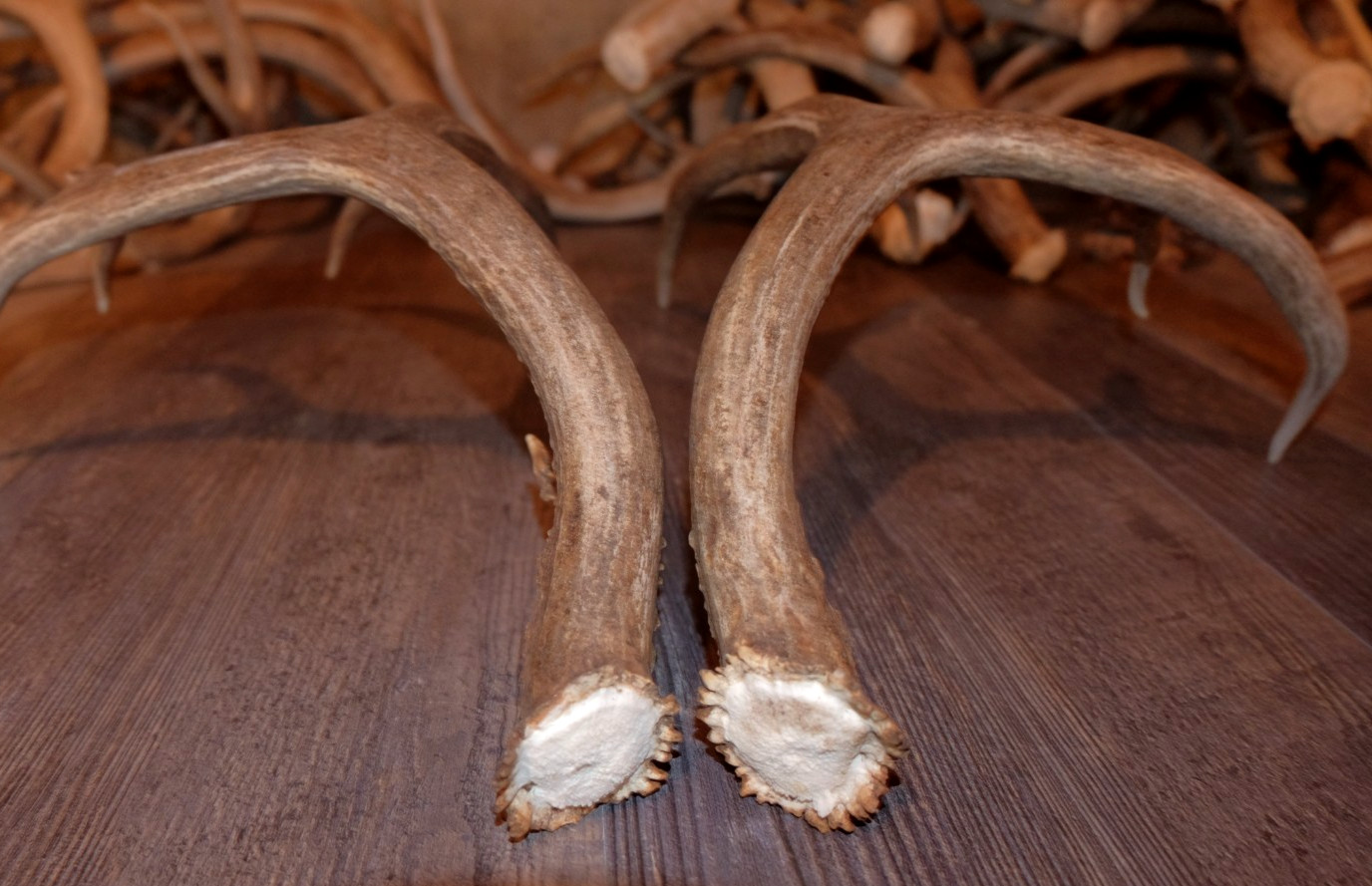 Nice Set Mule Deer Antlers Sheds Taxidermy Mount Cabin Decor Buck Horns