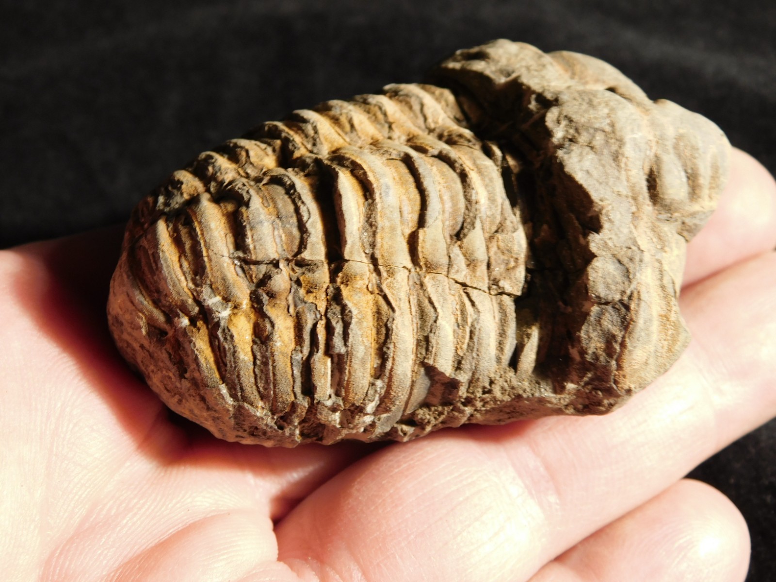 Big! 460 MILLION Year Old! Flexicalymene TRILOBITE Fossil Morocco 106gr