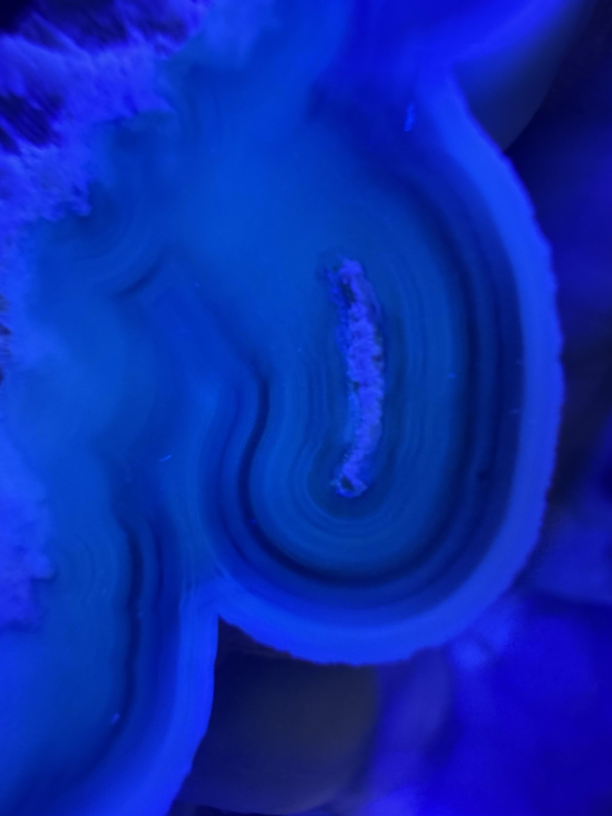 Rare Agatized Coral Fossil Geode -Large, Rare Colors!