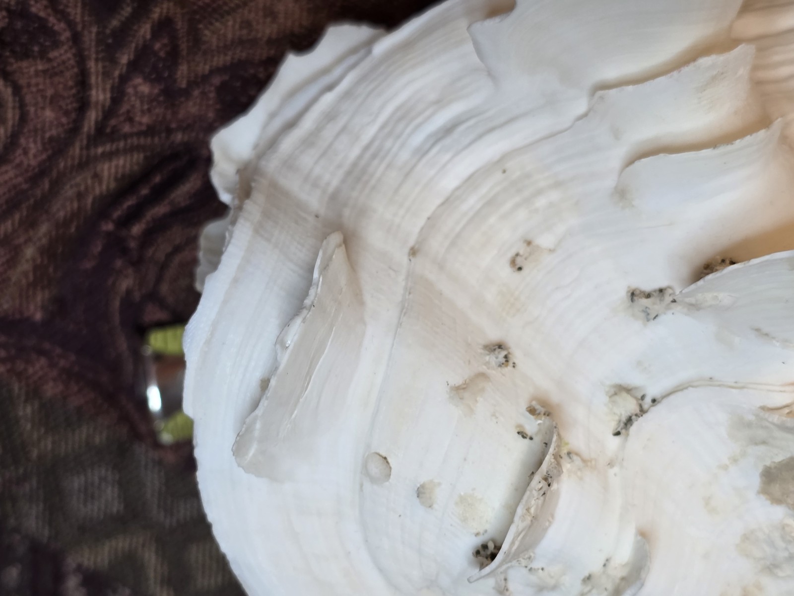 giant tridacna squamosa matched pair Clam Shells Seashells Ruffles 7"