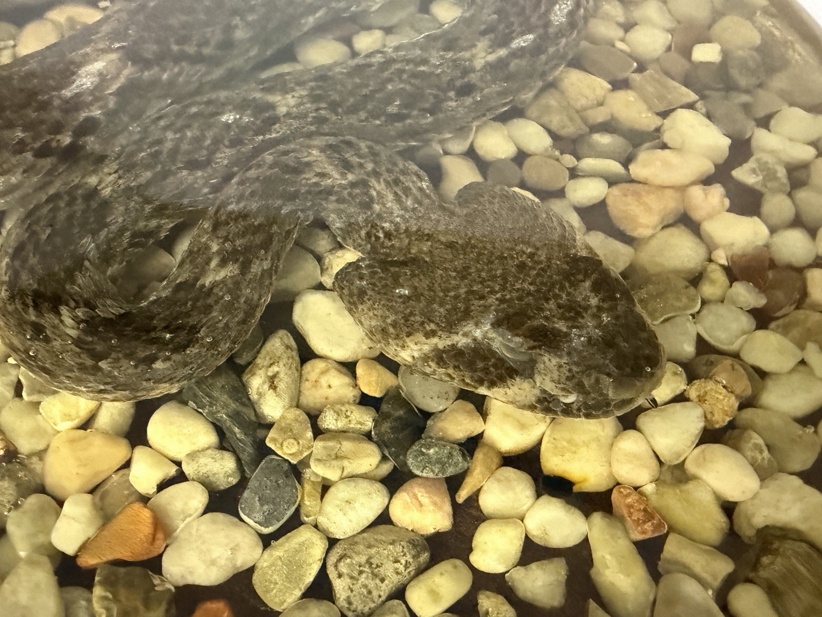 Large Genuine Diamondback Rattlesnake Taxidermy Snake Resin 13x9 Inches Heavy