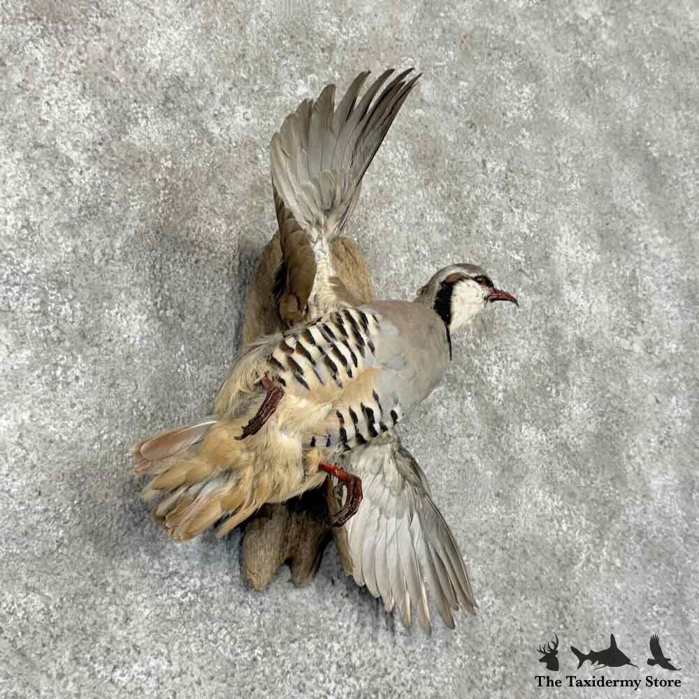 #31705 N | Chukar Partridge Life Size Taxidermy Bird Mount For Sale