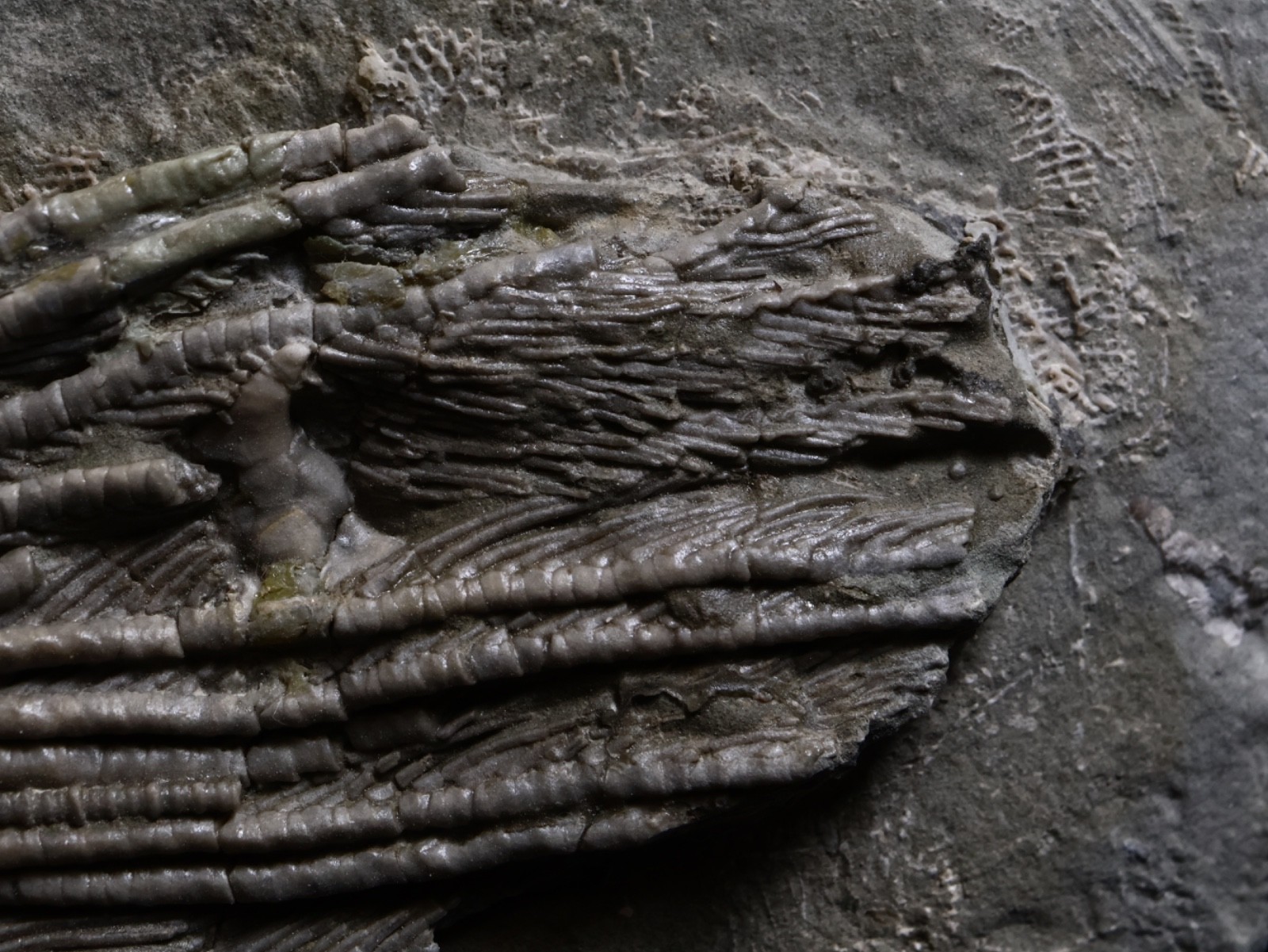 Big Abrotocrinus unicus Fossil Crinoid, Crawfordsville, Indiana