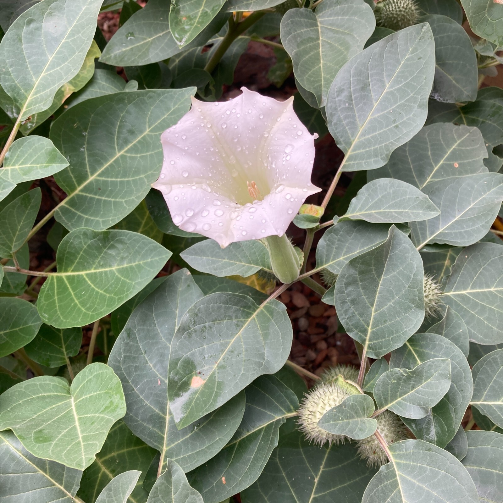 Datura Inoxia Flowers 25 Dried Moonflower 2025 Floral Craft Organic Thornapple