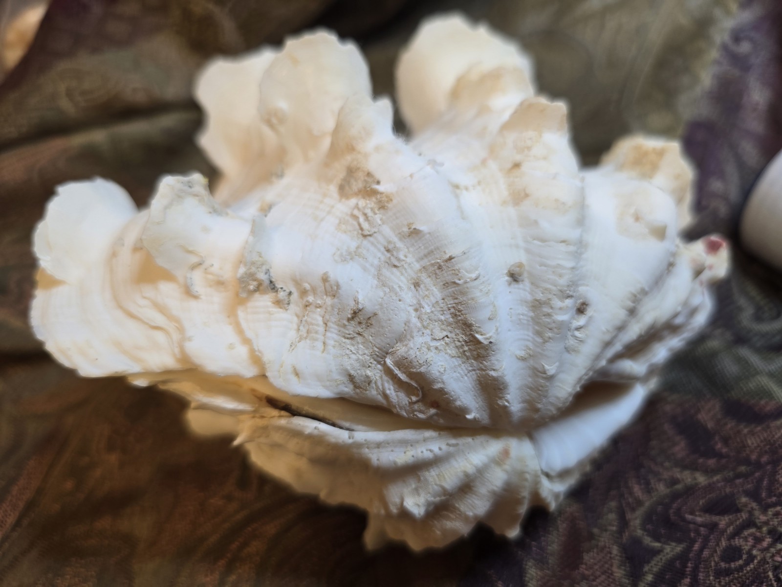 giant tridacna squamosa matched pair Clam Shells Seashells Ruffles 7"