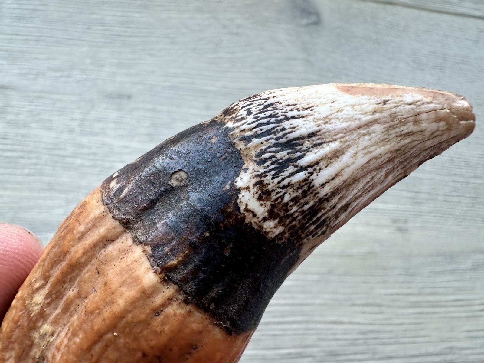 3.8” Ursus Spelaeus 25,000 Years Old Cave Bear Tooth Perfect Condition