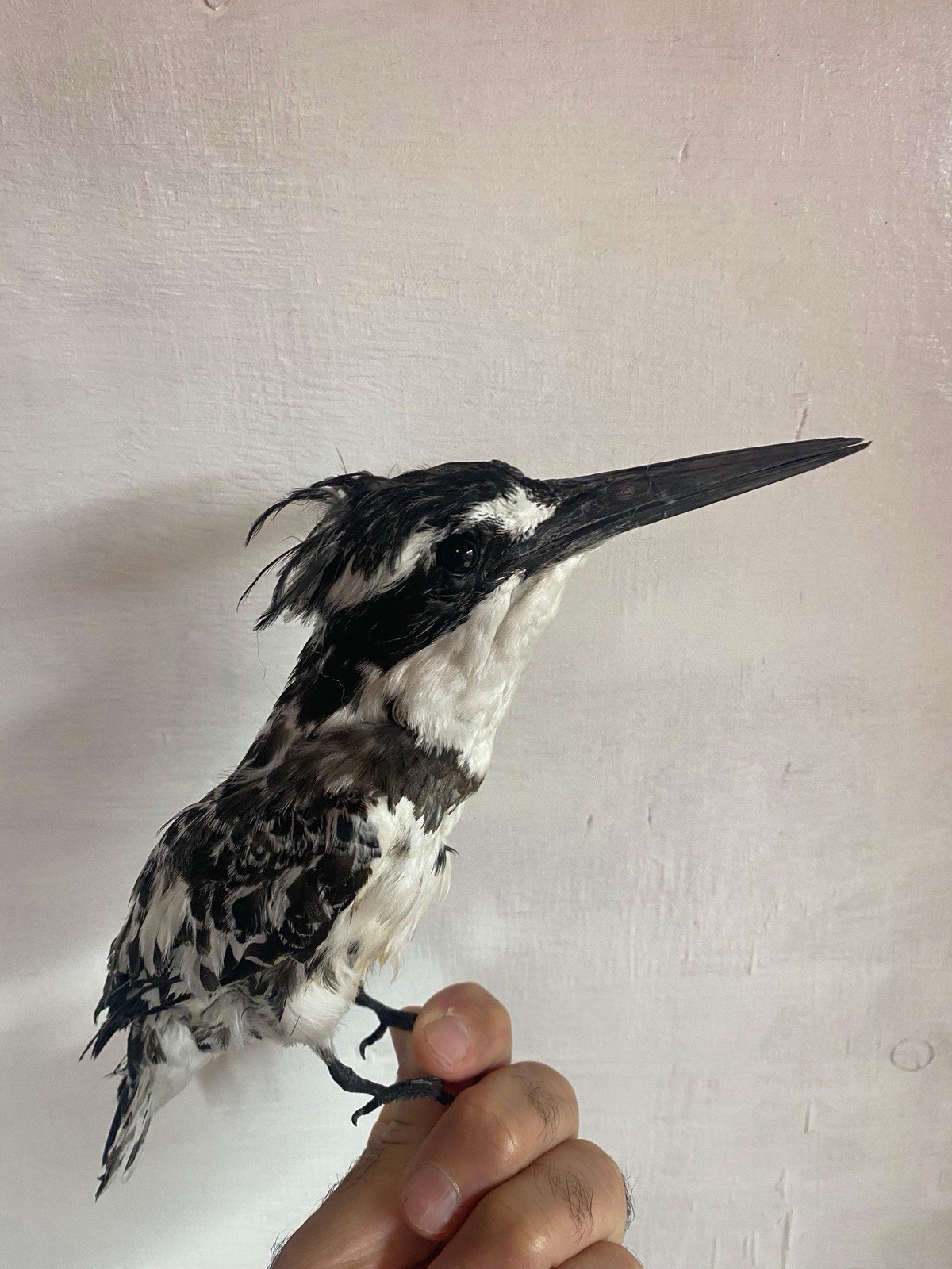 taxidermy bird for sale Halcyon Smyrnensis