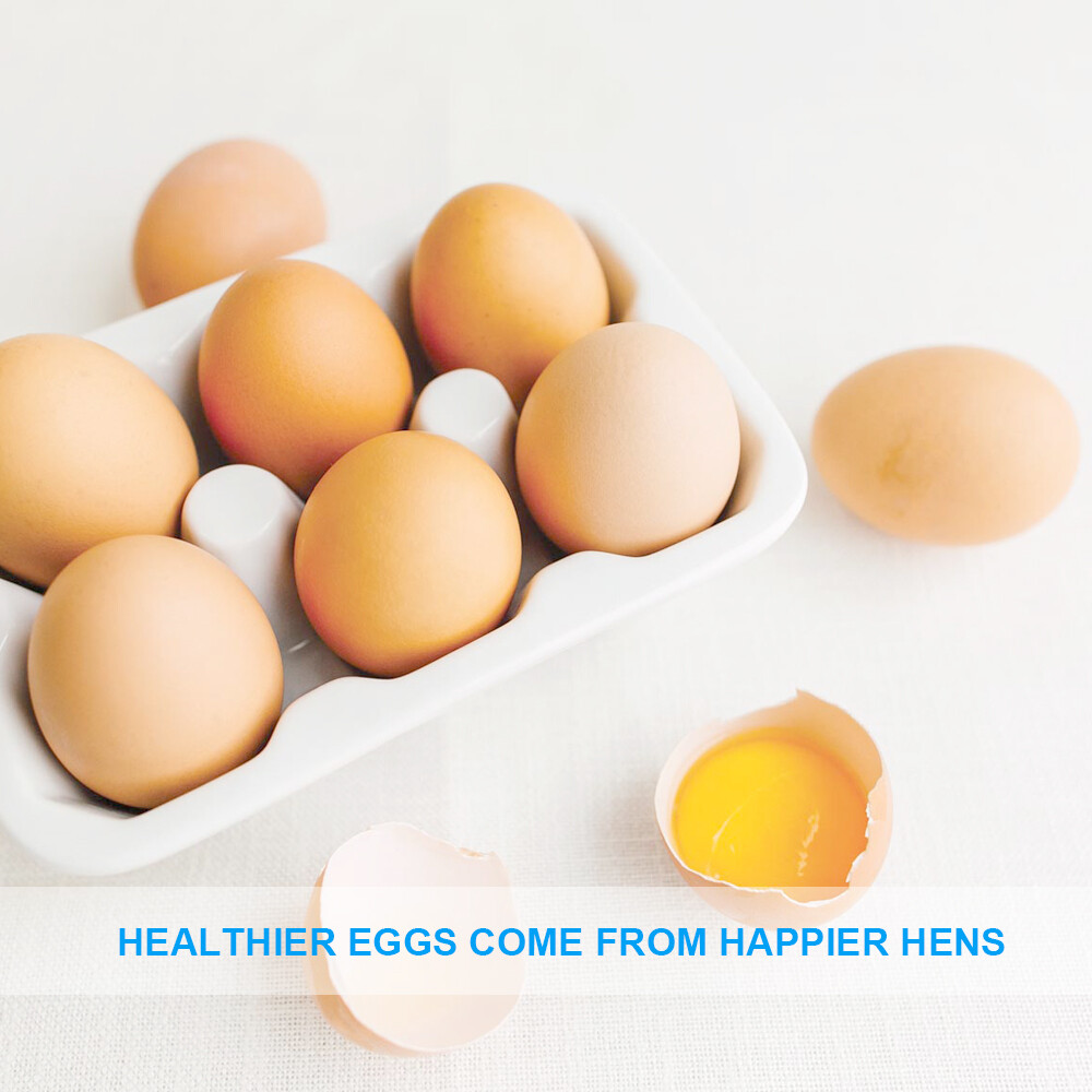 30 LBS Bulk Dried Mealworms Wild Birds Food Chickens Hen Fish Treats Food US NEW