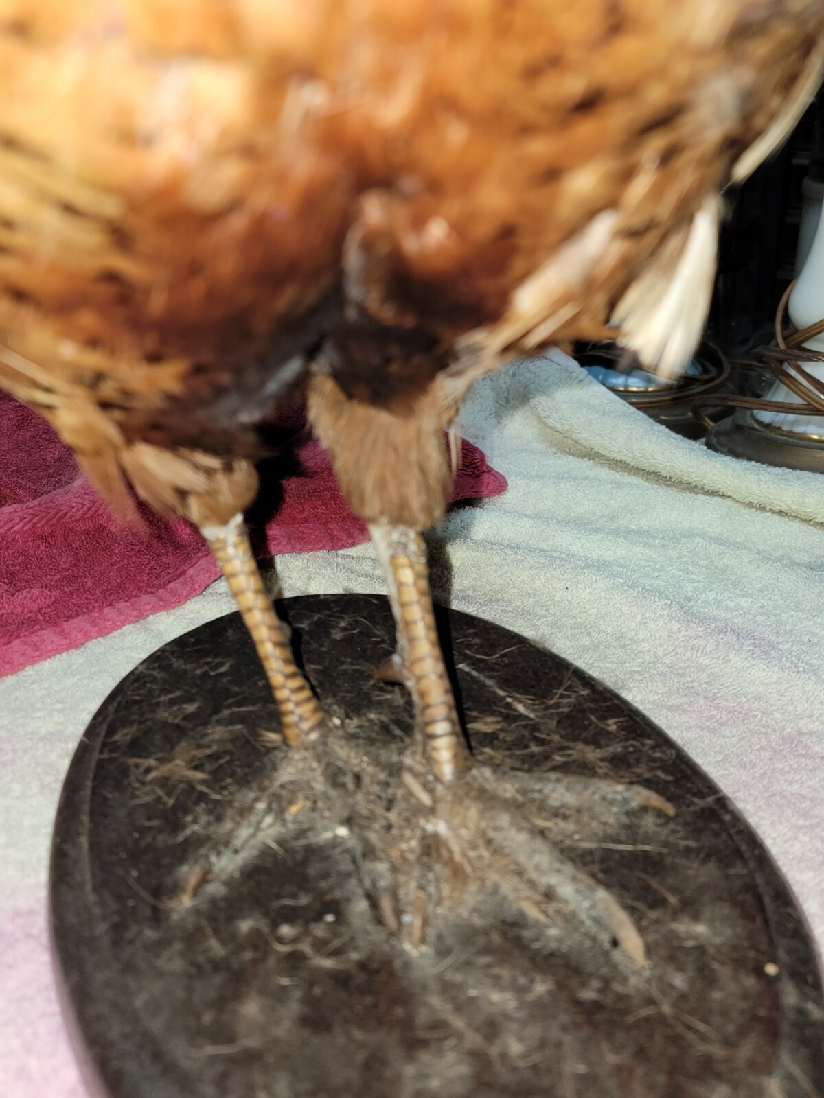 Female Hen Ringneck Pheasant Hen Taxidermy Mounted Plack/ Beautiful 😍 Colors