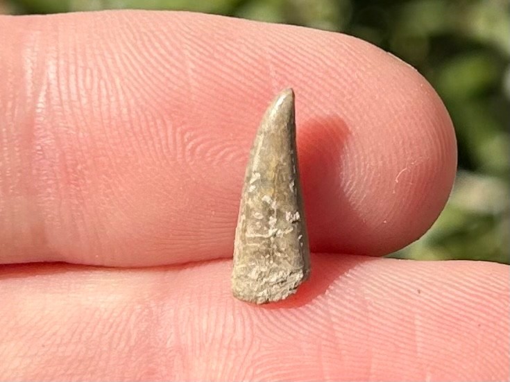 RARE Fossil Xiphactinus Fish Tooth Texas Cretaceous Pawpaw Formation